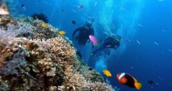 在富國島潛水觀賞珊瑚礁
