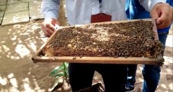 探訪蜜蜂養殖場