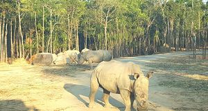 自由活動：珍珠島遊樂園+野生動物園（費用自理）